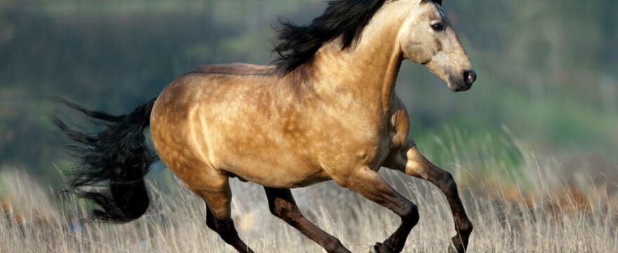 Buckskin Horse: What should you know?